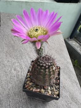 Echinocereus huasteca